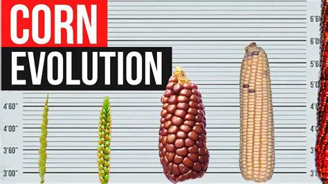 The Evolution of Coinobori