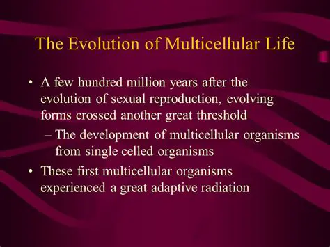 The Evolution of Multicellular Life
