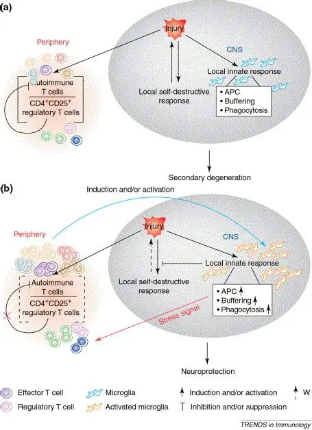 The Evolutionary Compromise