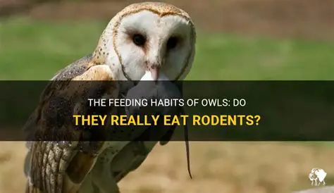 The Feeding Habits of Owls
