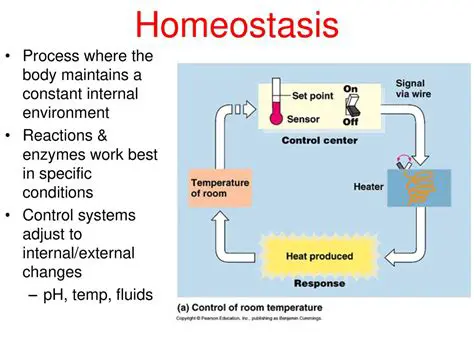 The Five Processes Regulated by Homeostasis