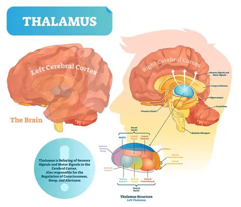 The Five Senses and the Thalamus