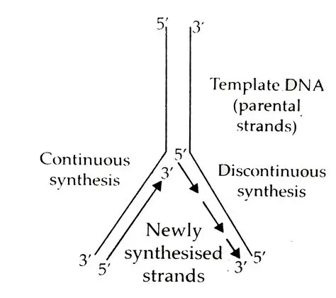 The Fork and Its Implications