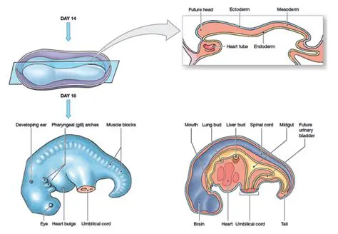 The Formation of the ILGWU