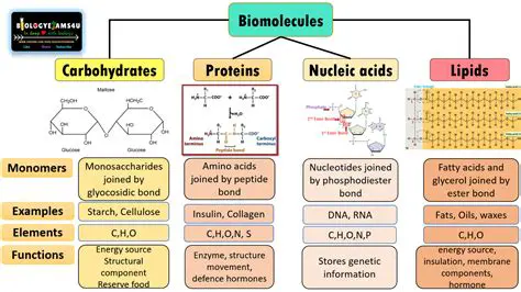 The Four Main Types of Molecules