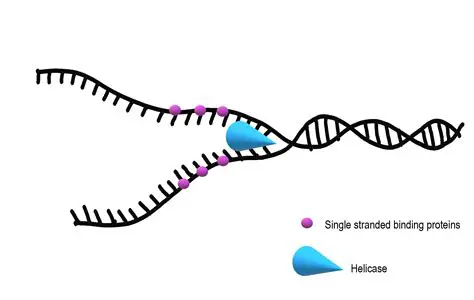 The Function of Helicase in DNA Replication