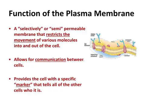 The Function of Plasma Cells