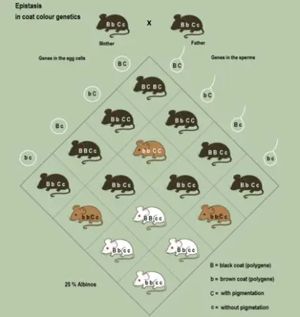 The Genetics of Coat Color in Field Mice