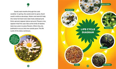 The Genetics of Daisy Flower Petals