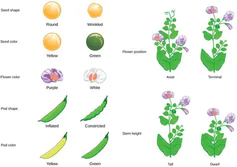 The Genetics of Pea Color and Flower Color