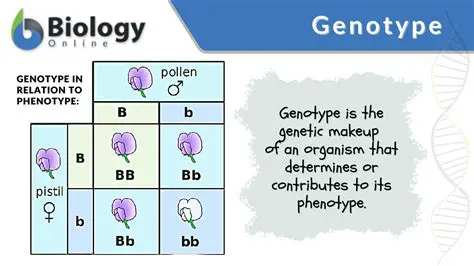 The Genotype and Phenotype