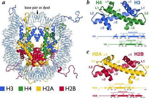 The Histone Protein Component