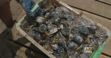 The Impact of Acalvo on Clam Populations