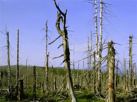 The Impact of Acid Rain on Trees
