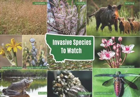 The Impact of Invasive Species on Native Species