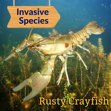 The Impact of Rusty Crayfish on Native Species