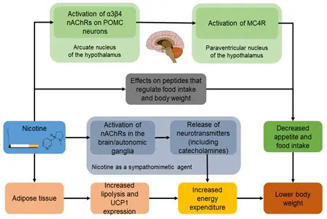The Impact of Smoking on Diabetic Nephropathy