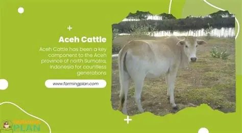 The Importance of Aceh Cattle