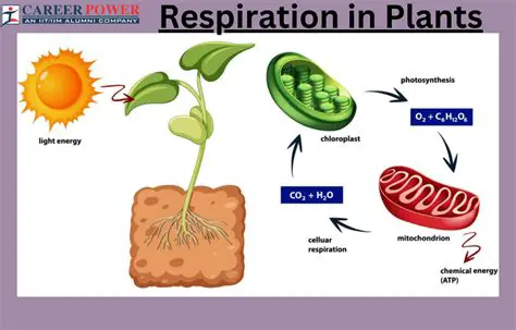 The Importance of Aerobic Respiration in Plants