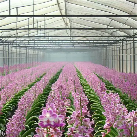The Importance of Agricultural Modernization in Orchid Farming