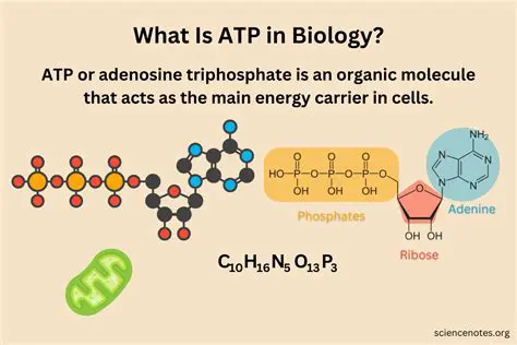 The Importance of ATP and ADP in Cellular Respiration