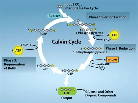 The Importance of ATP in the Calvin Cycle