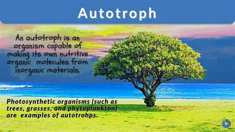 The Importance of Autotrophs in the Ecosystem