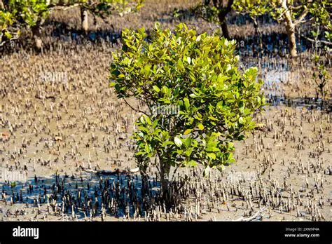 The Importance of Avicennia Marina in Mangrove Ecosystems