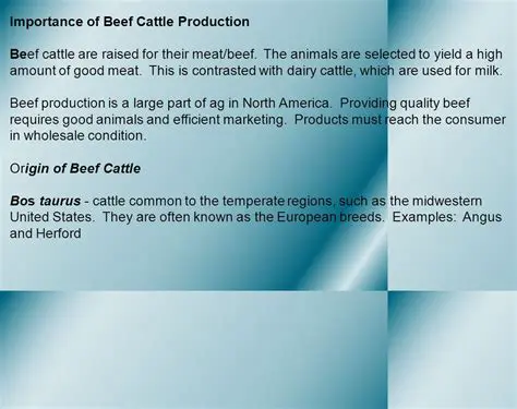 The Importance of Beef Production