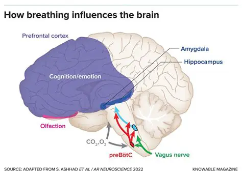 The Importance of Breathing and Oral Structure