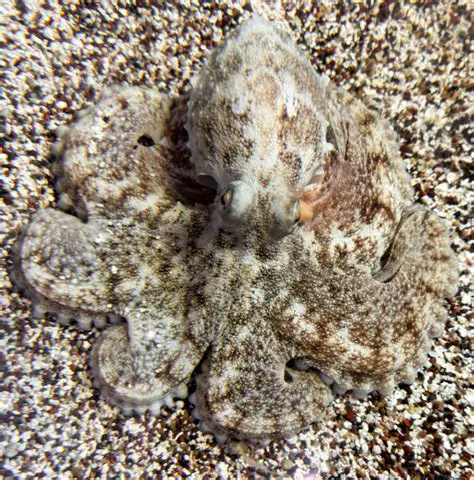 The Importance of Camouflage in Octopus Survival