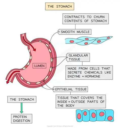 The Importance of Cell Turnover in the Stomach Epithelium