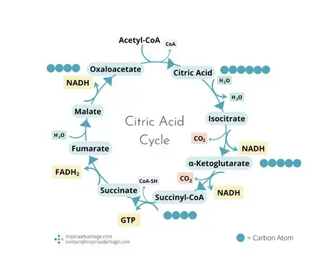 The Importance of Chirality in the Citric Acid Cycle