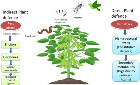 The Importance of Chitinase in Plant Defense