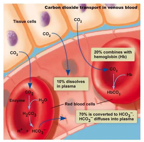 The Importance of CO2 Transport in the Blood