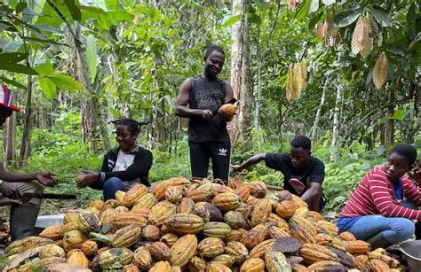 The Importance of Cocoa Production in Karang Rejo Village