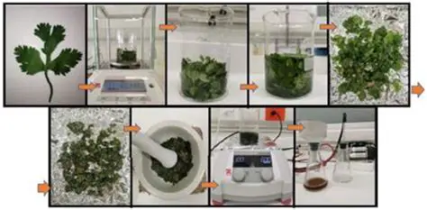 The Importance of Coriander Leaf Extract