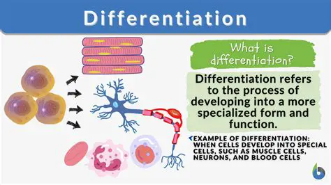The Importance of Differentiation in Organ Formation