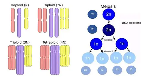 The importance of diploid cells