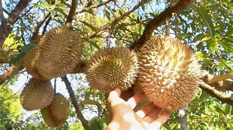 The Importance of Durian Genetic Diversity
