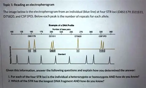 The Importance of Electropherogram Generation