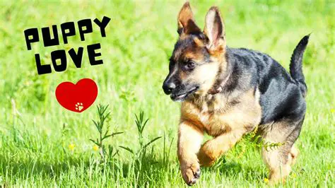 The Importance of Embracing Passion