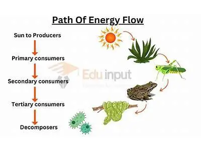 The Importance of Energy Flow