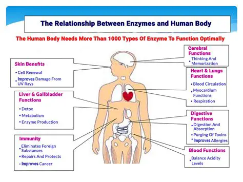 The Importance of Enzymes in Cellular Metabolism