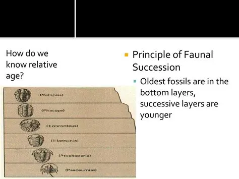 The Importance of Faunal Succession in Relative Dating