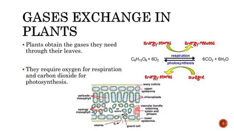 The Importance of Gas Exchange in Plants