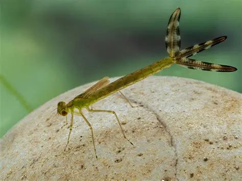 The Importance of Gill Lamella in Damselfly Larvae