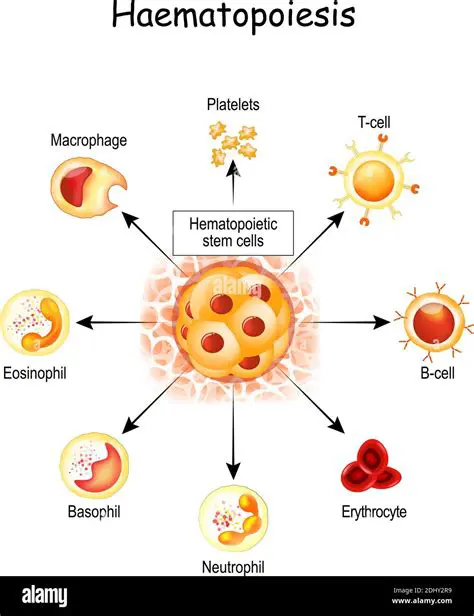 The Importance of Hematopoiesis