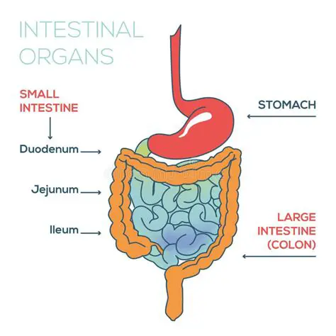 The Importance of Intestinal Organs in Medical Education