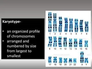 The Importance of Karyotypes